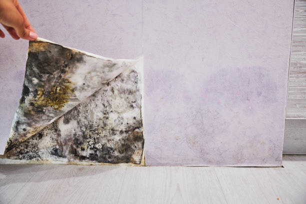 Filer, ID Mold Removal Company